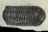 Bargain, Austerops Trilobite - Visible Eye Facets #119970-2